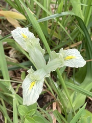 Iris palaestina