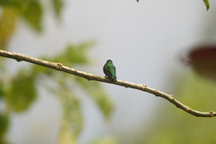 Chaetocercus heliodor