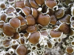 Lecanora horiza