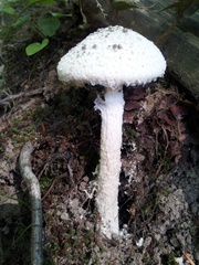 Amanita longipes