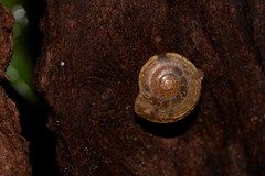 Nitor medioximus
