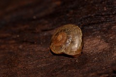 Nitor medioximus