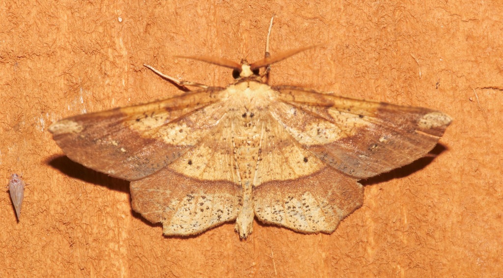 Deep Yellow Euchlaena Moth