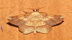 Euchlaena amoenaria image