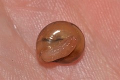 Nitor medioximus