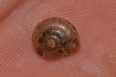 Nitor medioximus