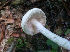 Amanita longipes