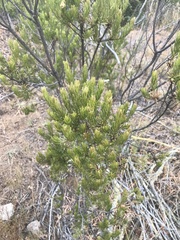 Baccharis linearis