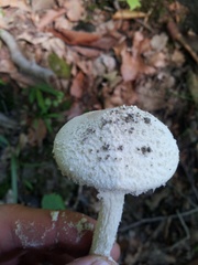 Amanita longipes