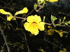 Tabebuia nodosa