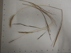 Bothriochloa saccharoides