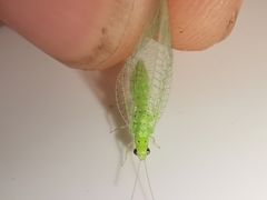 Pseudomallada inornatus