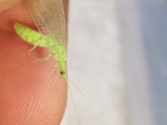 Pseudomallada inornatus