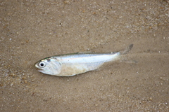 Engraulidae