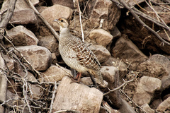 Ortygornis pondicerianus