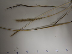 Bothriochloa saccharoides