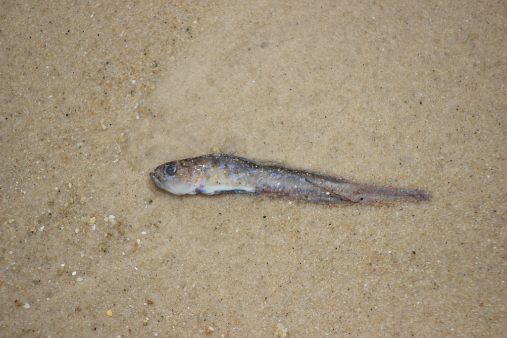 Meek's Goby