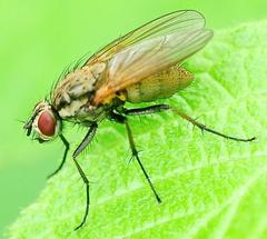 Hydrophoria lancifer