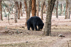 Melursus ursinus ursinus