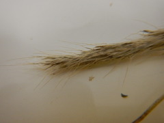 Bothriochloa saccharoides