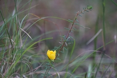 Hibbertia stricta