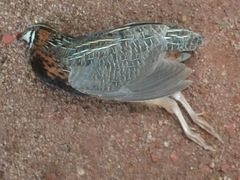 Coturnix delegorguei