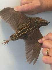 Coturnix delegorguei