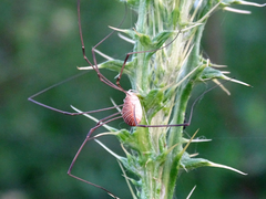Opilio transversalis