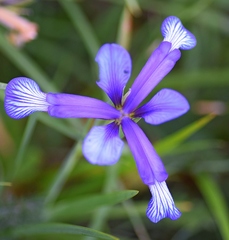 Iris sintenisii