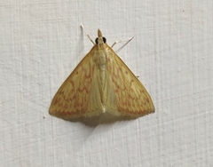 Ecpyrrhorrhoe damastesalis