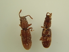 Oryzaephilus surinamensis