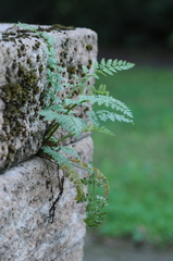 Corydalis cheilanthifolia