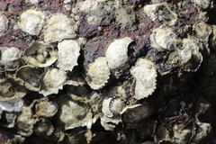 Saccostrea