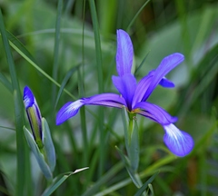 Iris sintenisii