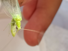 Pseudomallada prasinus