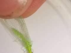 Pseudomallada prasinus