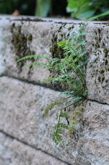Corydalis cheilanthifolia