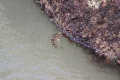 Sphoeroides greeleyi