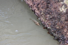 Sphoeroides greeleyi