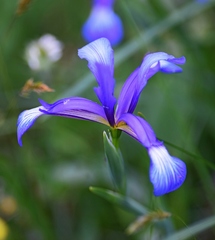 Iris sintenisii