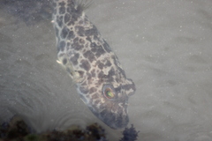 Sphoeroides greeleyi