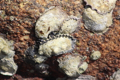 Saccostrea