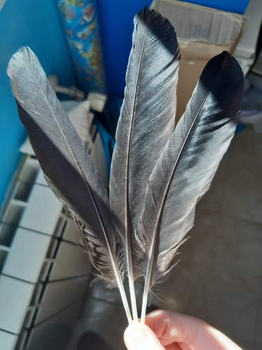 Plume de Chocard à bec jaune
