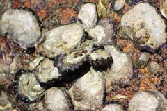 Saccostrea