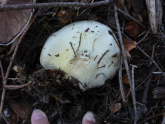 Agaricus cruciquercorum
