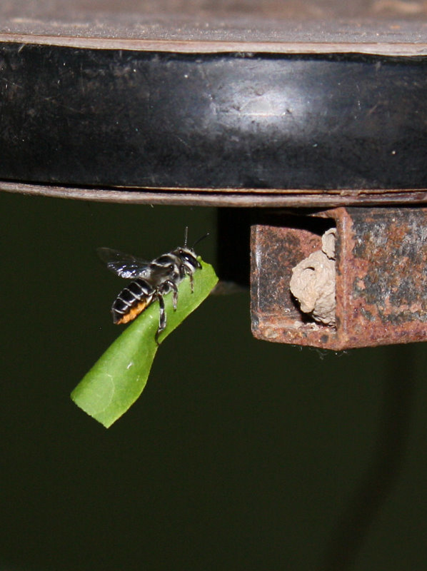 Megachile simplex