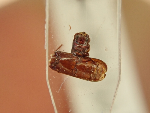 Powderpost beetle