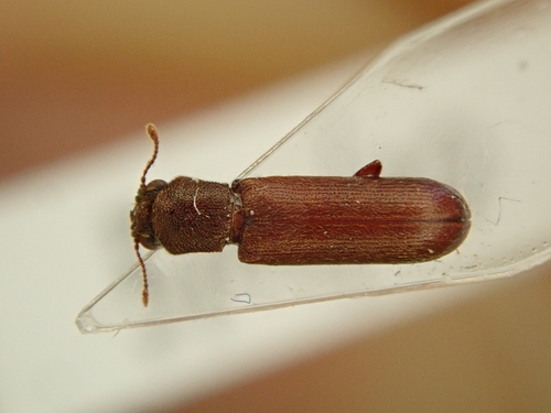 Brown Powder-post Beetle