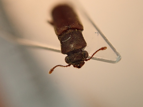 Powder Post Beetle photo 4
