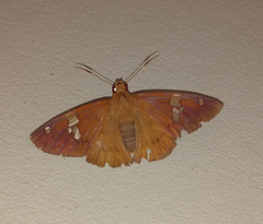 Euriphellus euribates